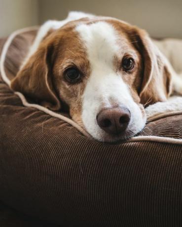 Cerrar retrato de perro acostado