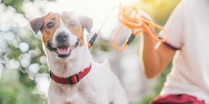 Feliz, alegre y juguetón perro Jack Russell relajándose y descansando en el jardín de gress en el parque al aire libre y afuera durante las vacaciones de verano.