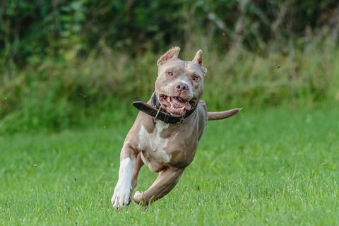 pit bull americano corriendo en el campo