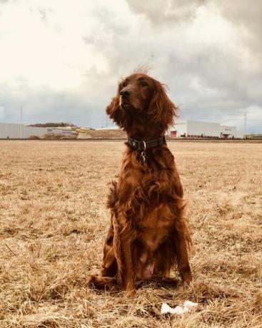 setter irlandés en un campo