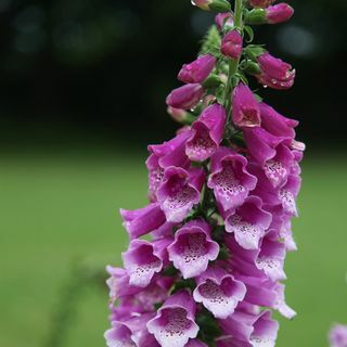 Digitalis purpurea 'Púrpura dálmata' (Serie dálmata)