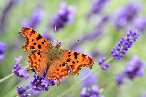 mariposa de coma en lavanda inglesa