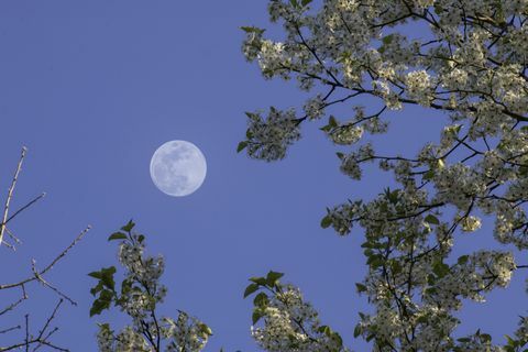 Bradford Pear con luna llena