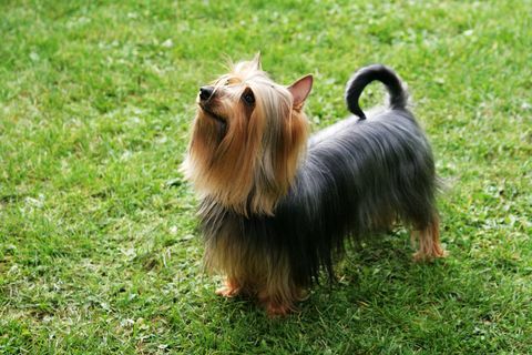 terrier sedoso australiano