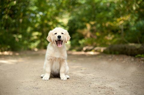 cachorro labrador