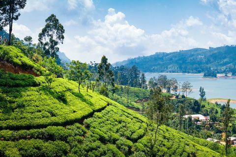 Oferta de vacaciones en Sri Lanka