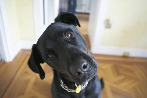 Cabeza inclinada de perro negro