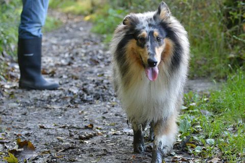 Collie áspero con patas fangosas en caminata