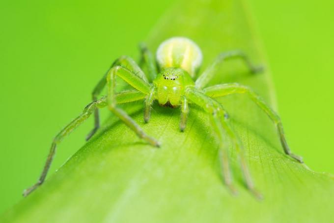 arañas del Reino Unido - araña cazadora verde