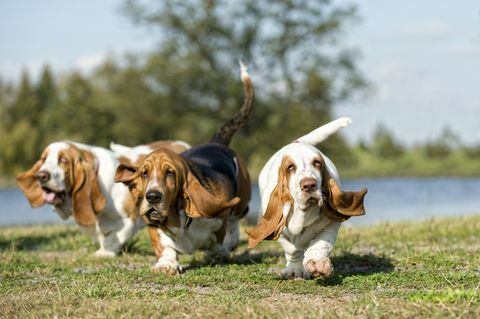 perros basset hound