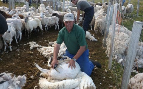 Hombre esquilar una oveja