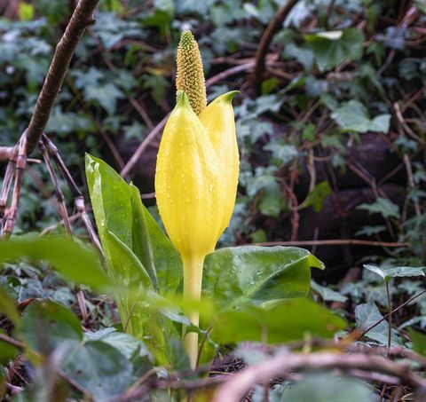 flores de arum, col de pantano, flores de arum amarillas