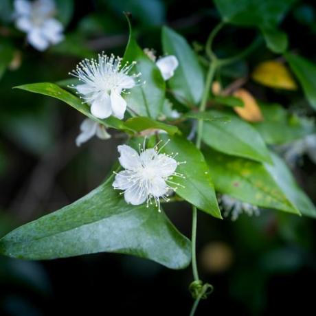 flores de mirto