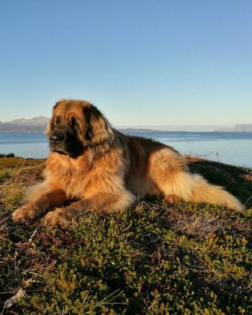 leonberger descansando en la playa contra el cielo despejado