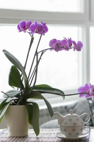 primer plano de la sala de estar vacía con una orquídea púrpura