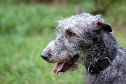 Retrato de perro lobo irlandés