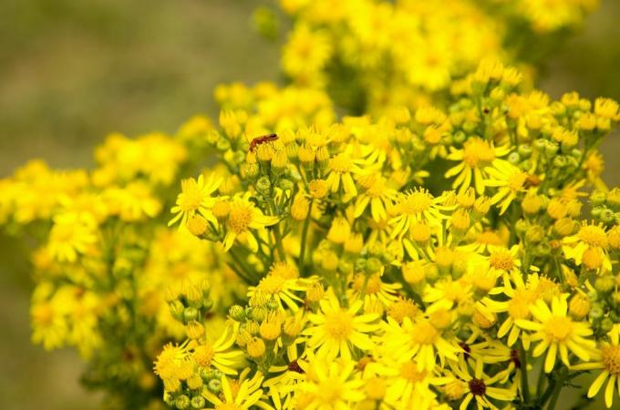 Flores amarillas de hierba cana común, Senecio jacobaea l, que crecen en Suffolk Sandlings, cerca de Shottisham, Suffolk, Inglaterra, Reino Unido. Foto por grupo de imágenes universales de fotos de geografía a través de Getty Images.