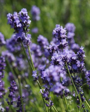 flores de lavanda púrpura contra el fondo borroso del prado