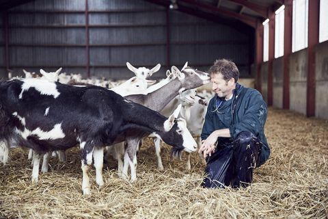 el veterinario de yorkshire