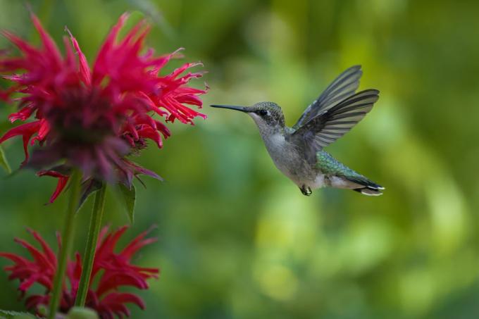 instrucciones de receta de comida de colibrí