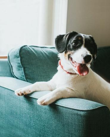 lindo perro blanco y negro se sienta en un sofá azul, colgando sus patas sobre el brazo del sofá