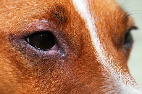 un perro con conjuntivitis