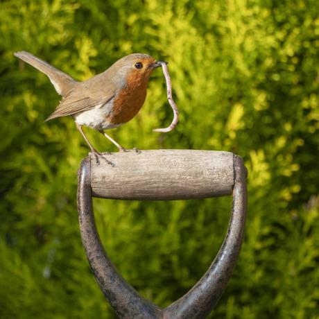 pájaro en el jardín reino unido