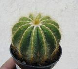Cactus Globo
