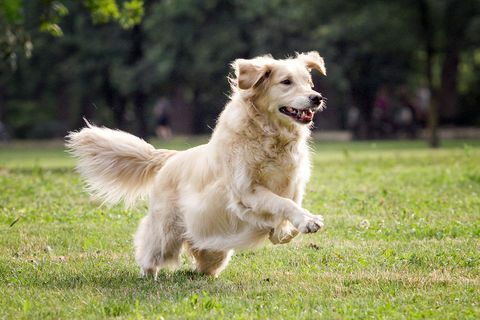 golden retriever jugando en el campo de hierba