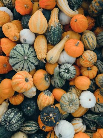 primer plano de calabazas coloridas cosecha de otoño verduras crudas y frescas de la granja