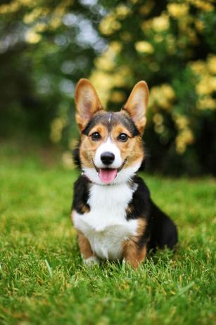 Pembroke Welsh Corgi