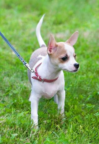 cachorro de chihuahua blanco con recubrimiento liso rojo