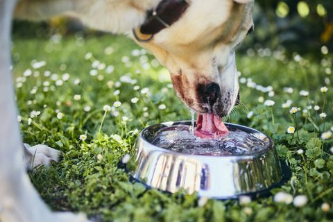 cerca de un perro bebiendo agua del tazón