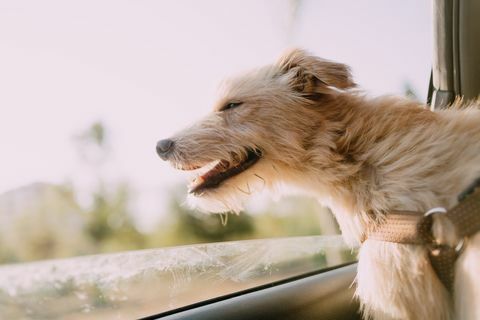 un perro podenco portugués sintiendo el aire en un auto