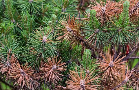 Pino verde y agujas marrones quemadas clima árido peligro de plantas desastre ecológico