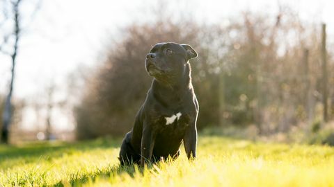 staffordshire bull terriers