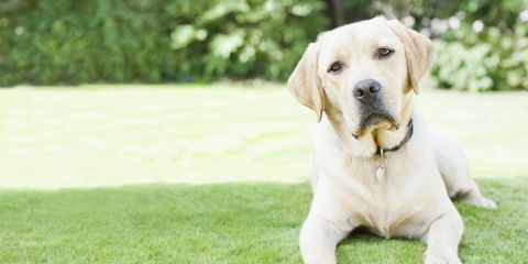 perro labrador en jardín