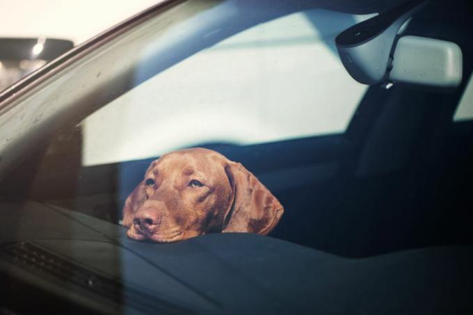 Perro triste abandonado en un auto cerrado