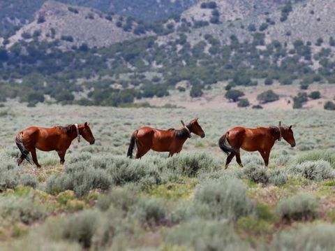 el gobierno quiere sacrificar caballos salvajes