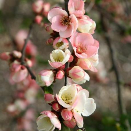 flores de primavera – flor de manzano