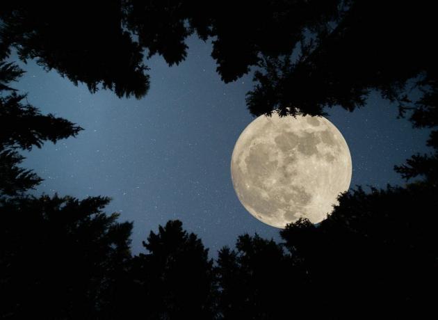 superluna llena sobre el bosque