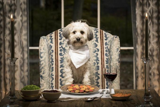 perro de raza mixta en la mesa del comedor