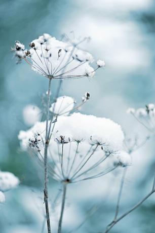 Flores de encaje de la reina Ana cubiertas de nieve, también conocidas como daucus carota en un jardín de invierno