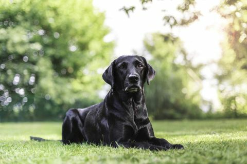 un labrador afuera