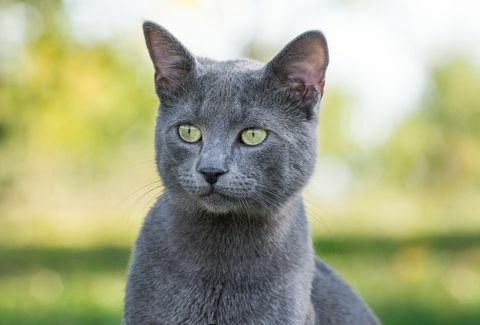 Lindo gato azul ruso al aire libre en la naturaleza, retrato