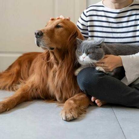 golden retriever y british shorthair acompañan a su dueño