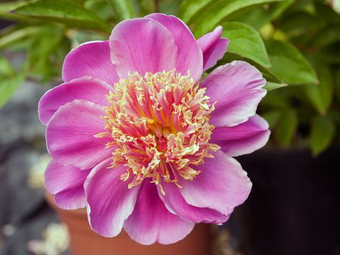 peonias de primrose hall