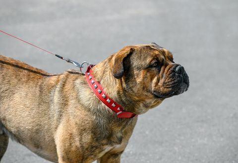 Ca de Bou (Perro de Presa Mallorquin) tipo moloso raza de perro atigrado color parado sobre fondo gris de la calle