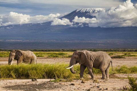 Monte Kilimanjaro con elefantes - África - montaña