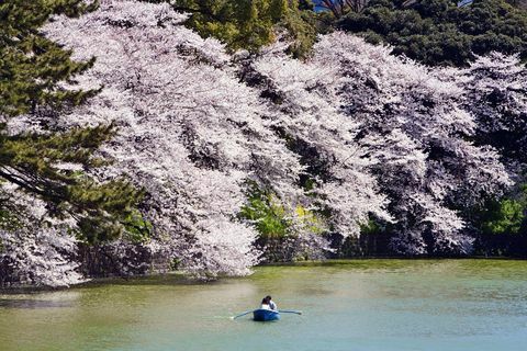 Remando a lo largo de Chidorigafuchi bordeada de cerezos en flor.